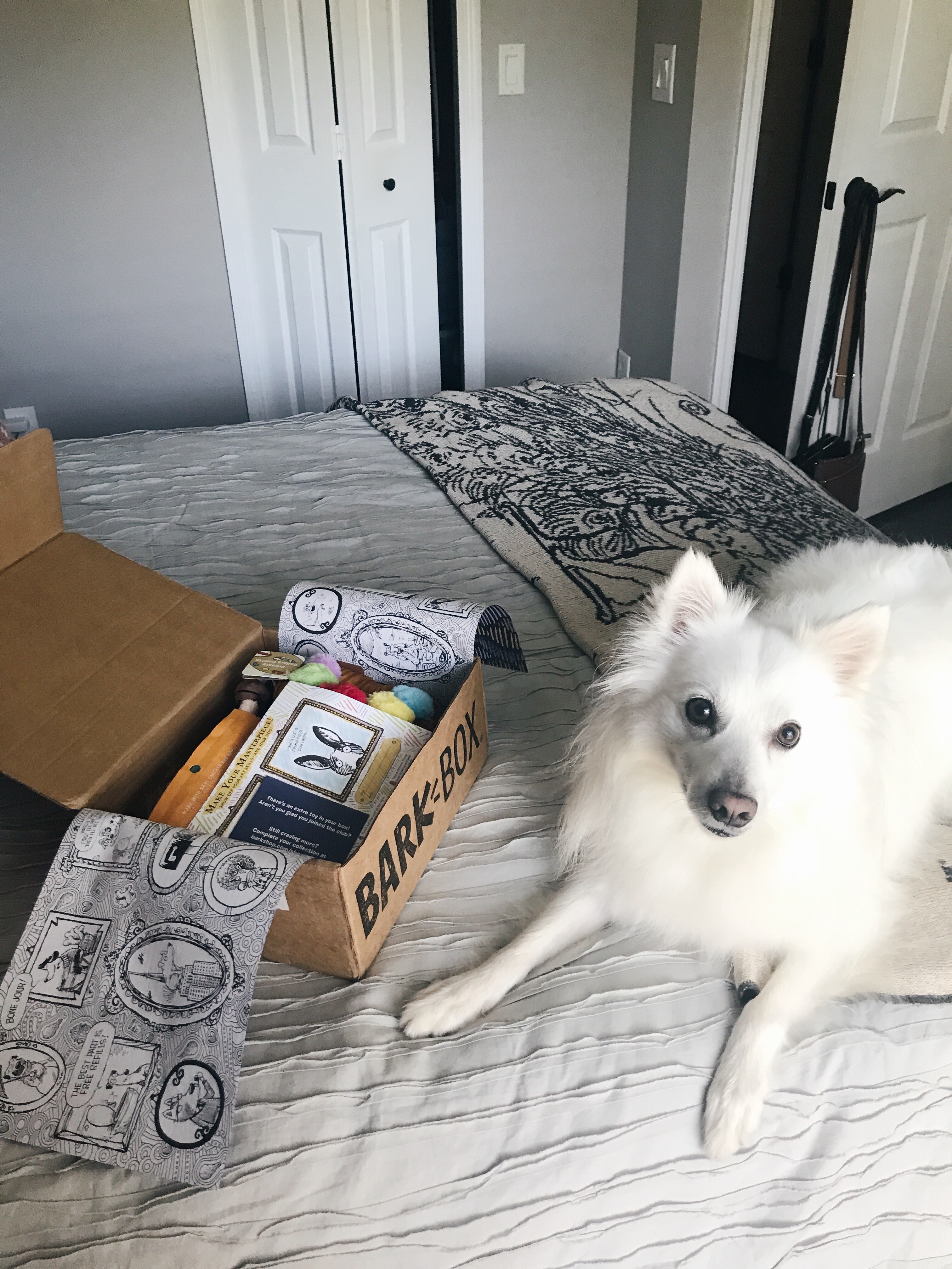 A BarkBox Review - The Cheapest Way to Entertain Your Dog